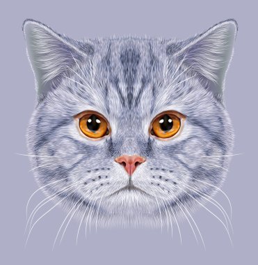 Portre İngiliz kısa saç kedi gösteren resim