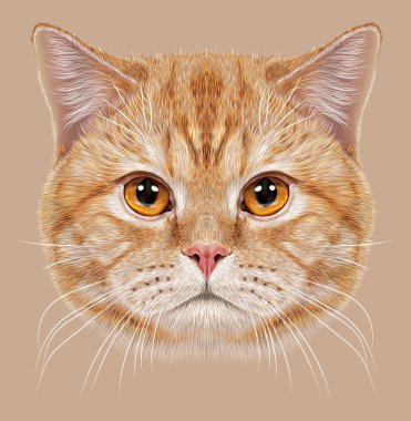 Portre İngiliz kısa saç kedi gösteren resim