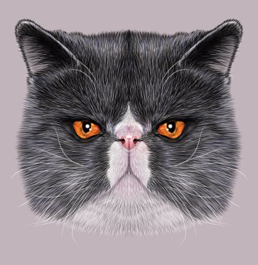 Illustration Portrait of Exotic Short hair cat clipart