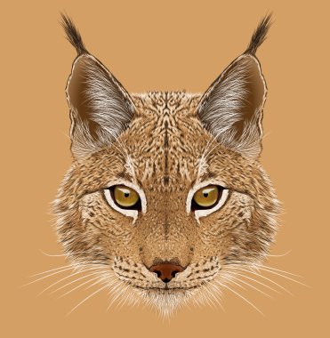 Lynx açıklayıcı portresi