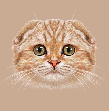 İskoç Fold kedi illüstrasyon portresi