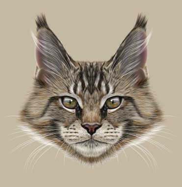 Maine Coon kedi illüstrasyon portresi