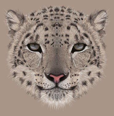 Kar leoparı açıklayıcı portresi
