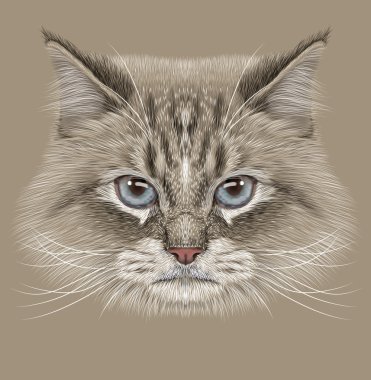 Siberian kedi açıklayıcı portresi