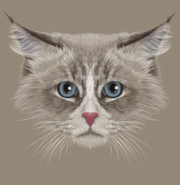 Siberian kedi açıklayıcı portresi
