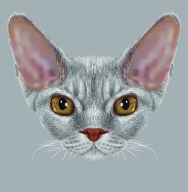 Devon Rex kedi portre