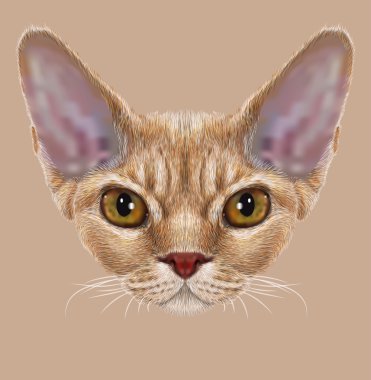 Devon Rex kedi portre