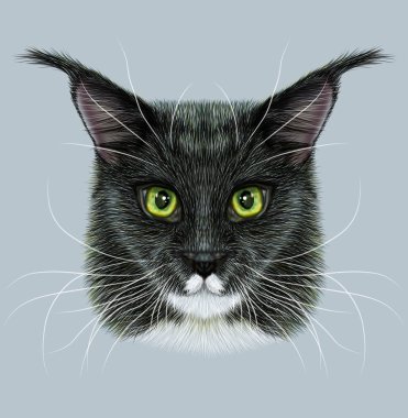 Maine Coon açıklayıcı portresi