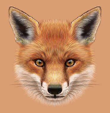 Illustrative Portrait of a Red Fox clipart
