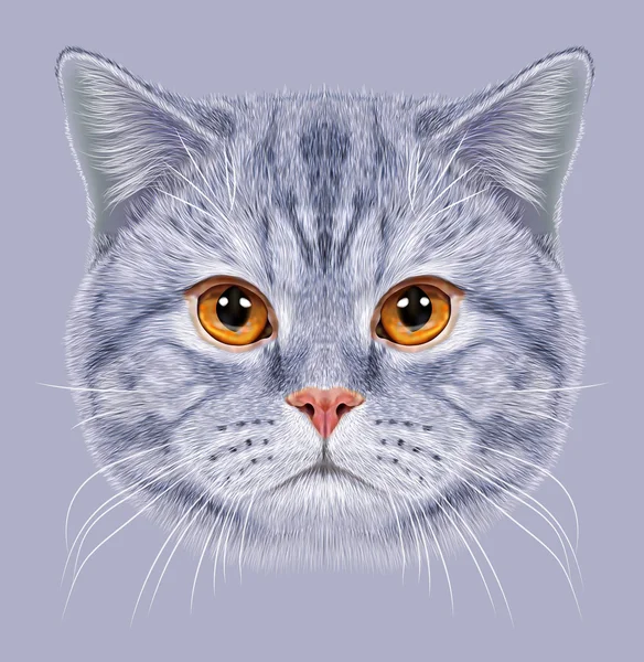 肖像英国短发猫的插图 — 图库照片