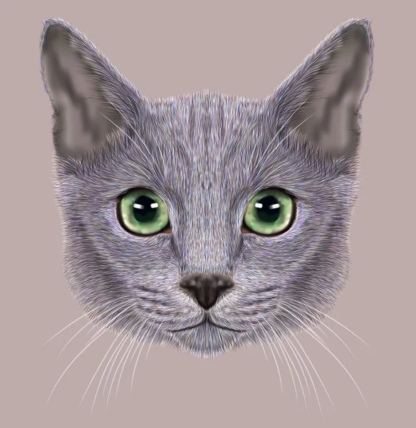 Ilustrace portrétu ruské modré kočky — Stock fotografie
