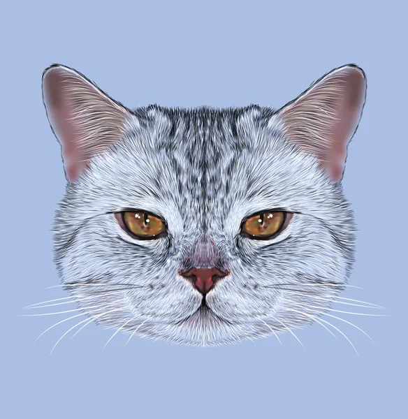Illustrative Portrait of Scottish Straight Cat — Stock Photo, Image