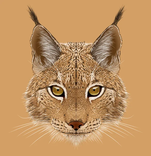 Illustrativt portræt af Lynx - Stock-foto