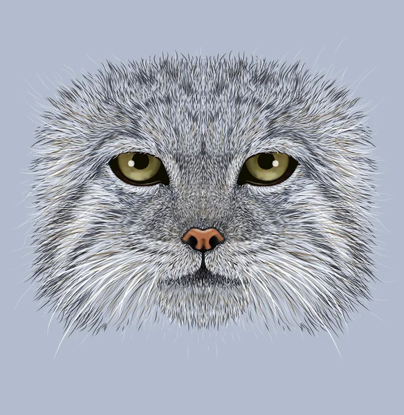 Ilustrativní portrét Pallas' Cat — Stock fotografie