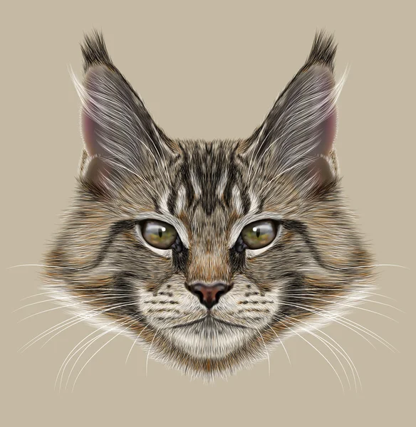 Illustration porträtt av Maine Coon katt — Stockfoto