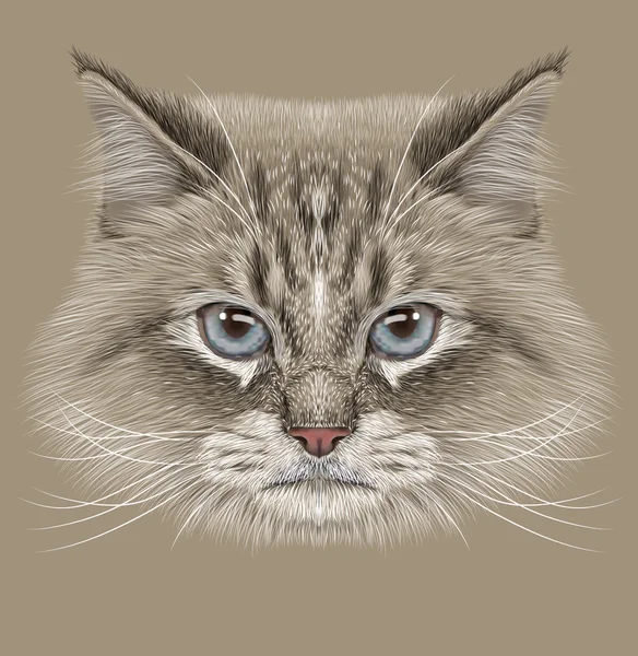 Illustrative Portrait of Siberian Cat — Stock Photo, Image