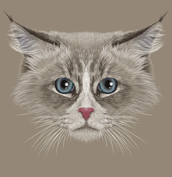 Retrato ilustrativo del gato siberiano —  Fotos de Stock