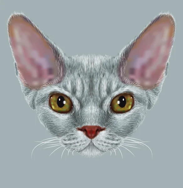 Portrait of Devon Rex Cat — Stock Photo, Image