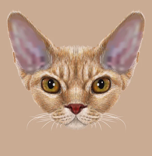 Porträtt av Devon Rex katt — Stockfoto