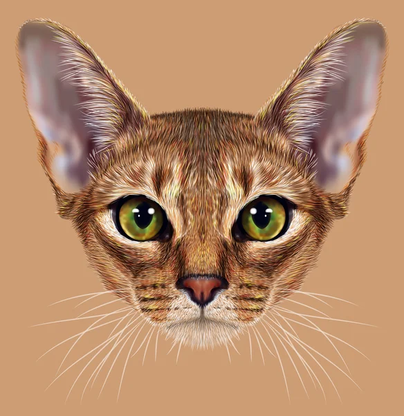 Illustrative Portrait of Abyssinian Cat — Stock Photo, Image