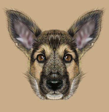 Açıklayıcı portre çoban köpeği.
