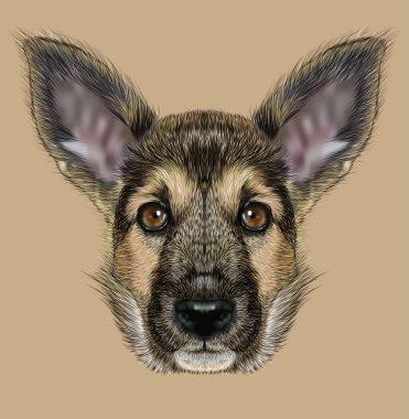 Açıklayıcı portre çoban köpeği.