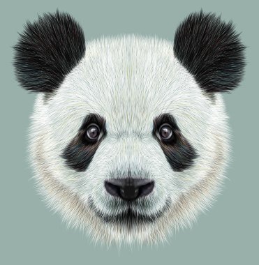 Panda açıklayıcı portresi