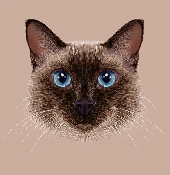 Illustrerende portrett av en thailandsk katt . – stockfoto