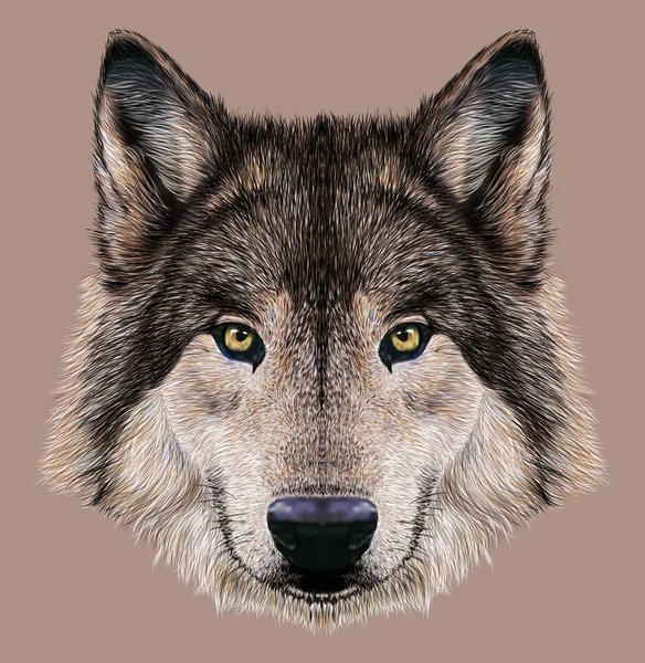 Illustration Portrait of a Wolf — Stock Photo, Image