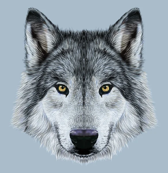 Illustration Portrait of a Wolf — Stock Photo, Image