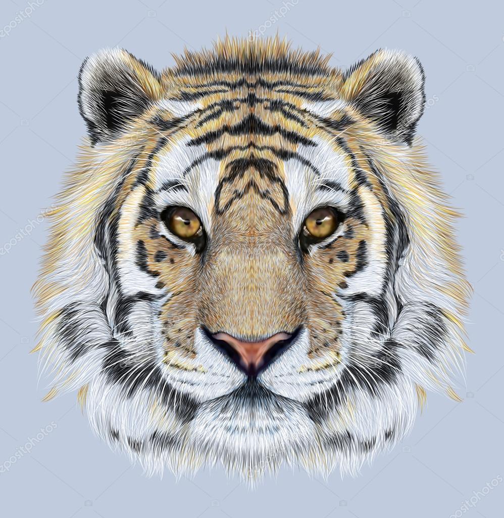 Stockfotos Orecchie Della Tigre Bilder Stockfotografie Orecchie Della Tigre Lizenzfreie Fotos Depositphotos