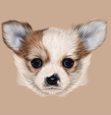 Chihuahua köpek yavrusu açıklayıcı portresi