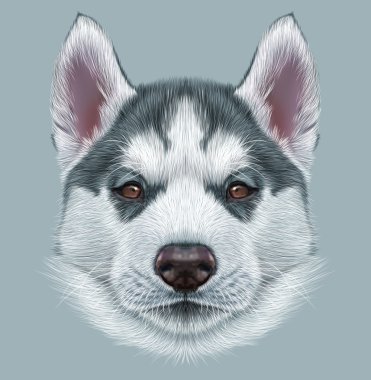 Husky köpek yavrusu açıklayıcı portresi