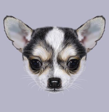 Chihuahua köpek yavrusu açıklayıcı portresi
