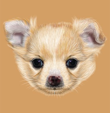 Chihuahua köpek yavrusu açıklayıcı portresi