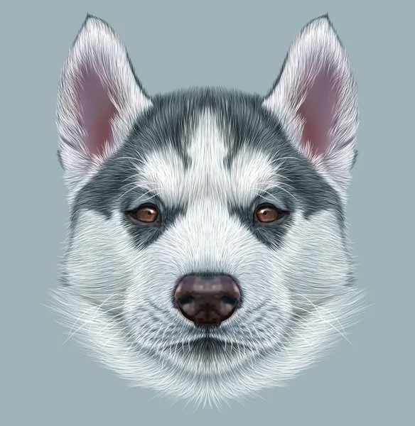 Ilustrativní portrét Husky štěňátka — Stock fotografie