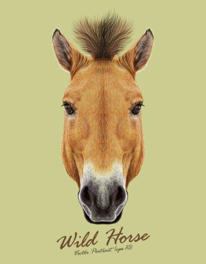 Equus ferus Przewalski hayvan sevimli yüz at. Güzel Asyalı, Moğol Przewalski'nın vahşi at baş portre vektör. Gerçekçi kürk portre üzerinde yeşil arka plan izole kahverengi Mare.