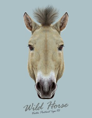 Equus ferus Przewalski hayvan sevimli yüz at. Güzel Asyalı, Moğol Przewalski'nın vahşi at baş portre vektör. Gerçekçi kürk portre gri arka plan üzerinde izole kahverengi Mare.