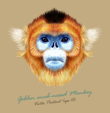Golden snub-nosed monkey wild animal blue face. Vector Asian, Chinese, Japanese funny red-haired head primate portrait. Realistic fur portrait of jungle golden ape isolated on tan background. clipart