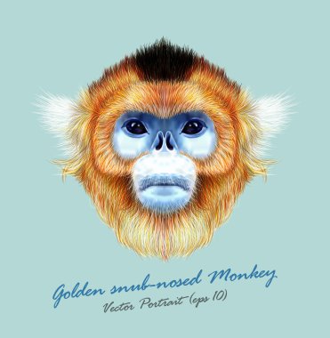 Golden snub-nosed monkey wild animal blue face. Vector Asian, Chinese, Japanese funny red-haired head primate portrait. Realistic fur portrait of jungle golden ape isolated on blue background. clipart