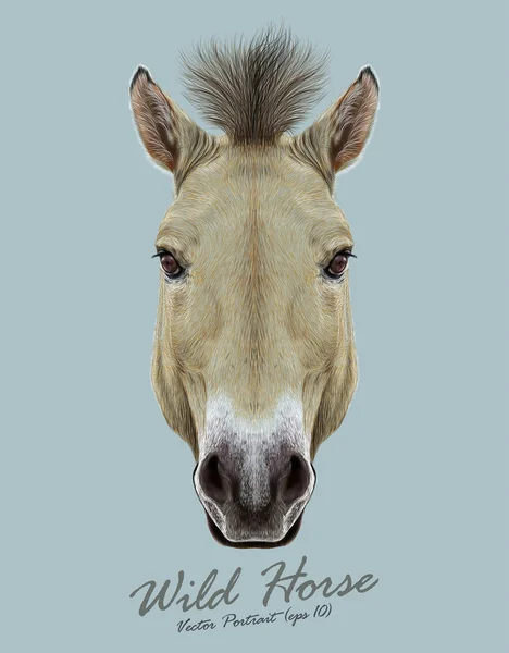 Equus ferus Przewalski häst djur söta ansikte. Vector vacker asiatisk, mongoliska Przewalskis vildhäst huvud porträtt. Realistiska fur porträtt av brun mare isolerade på grå bakgrund. — Stock vektor