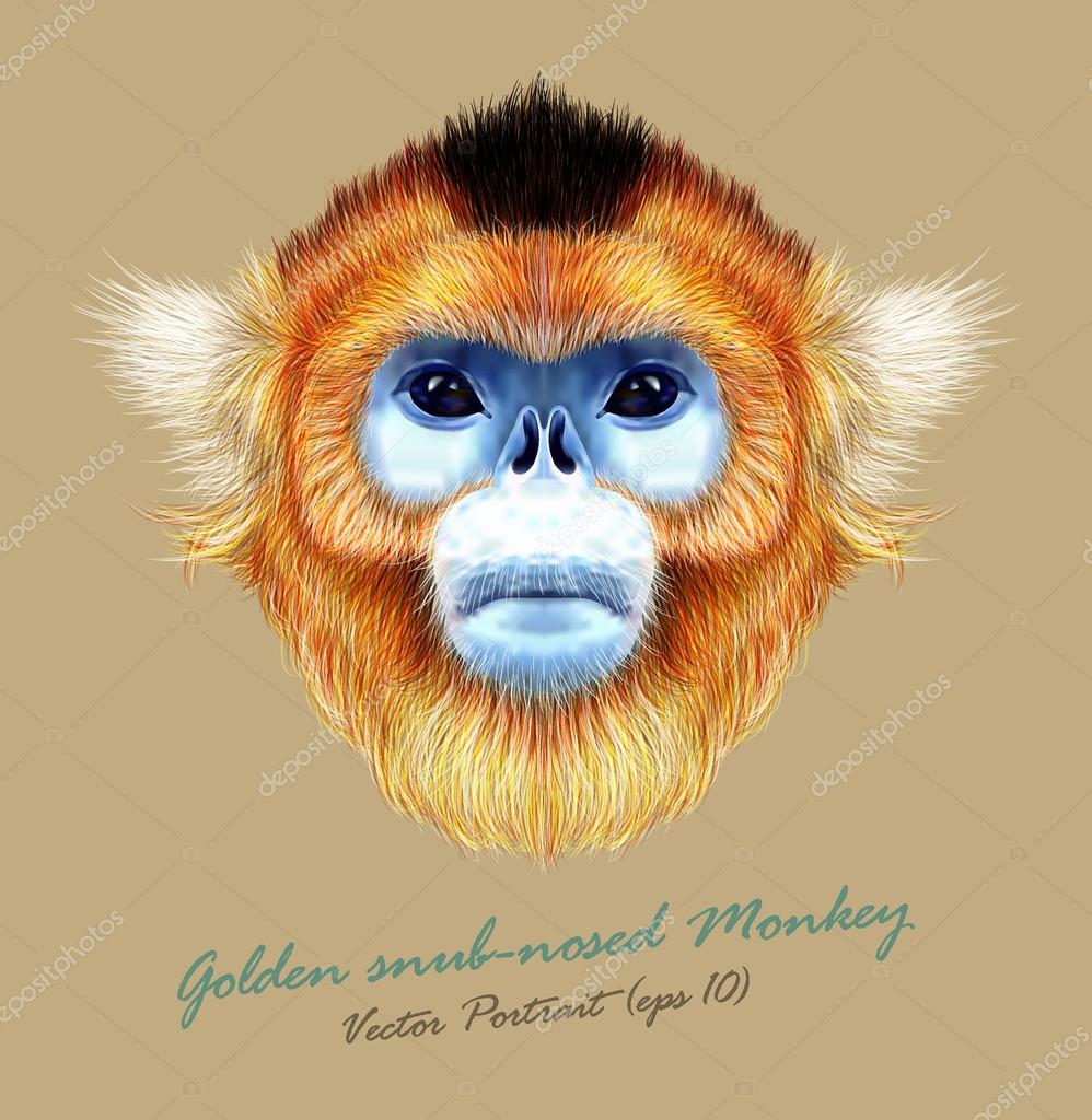 red and blue faced monkey