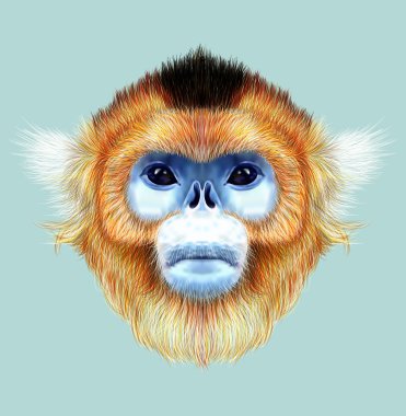 Illustrated Portrait of Golden snub-nosed monkey clipart