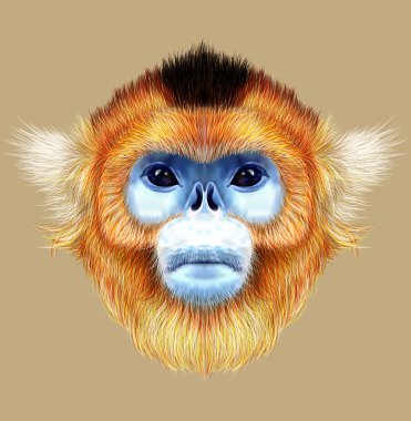 Illustrated Portrait of Golden snub-nosed monkey clipart