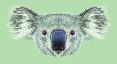 Koala Ayısı açıklayıcı portresi