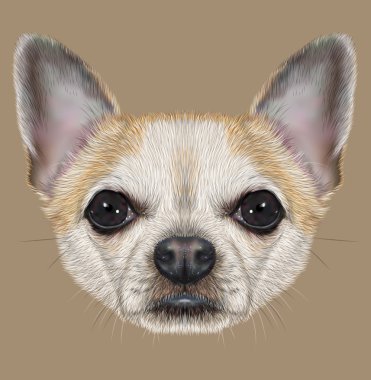 Chihuahua köpek açıklayıcı portresi
