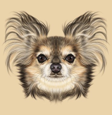 Chihuahua hayvan köpek sevimli yüzü. Vektör breeded chihuahua köpek yavrusu baş portre. Safkan chihuahua köpek sarı arka plan üzerinde gerçekçi kürk portre.