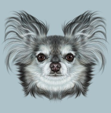 Chihuahua köpek açıklayıcı portresi