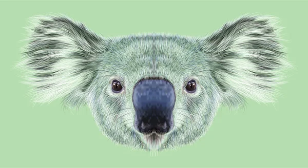 Ritratto illustrativo dell'orso Koala — Foto Stock