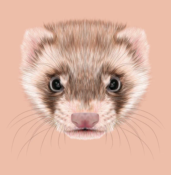 Cara linda animal hurón.Divertido retrato cabeza polecat canela. Retrato realista de piel de hurón marrón aislado sobre fondo rosa . — Foto de Stock